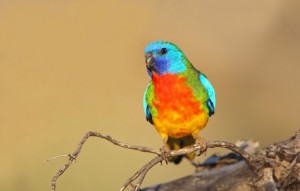 Scarlet Chested Parakeet Pictures