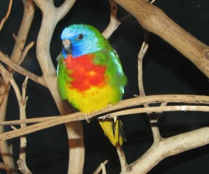 Scarlet-Chested Parakeet
