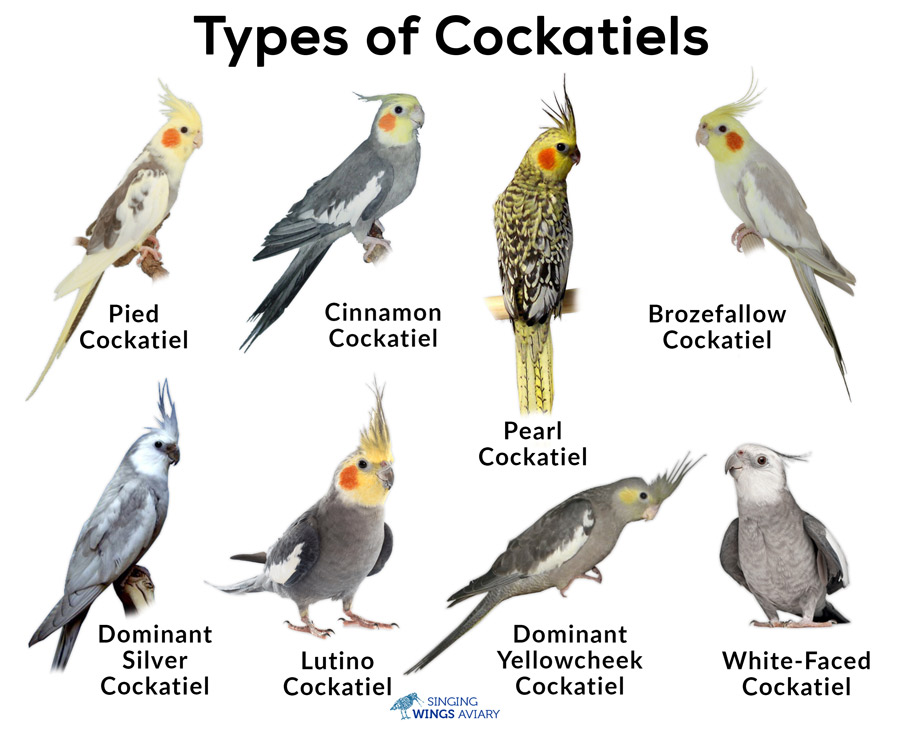 Cockatiels: Types, Care as Pets, Lifespan, Pictures Singing-Wings-Aviary.co...