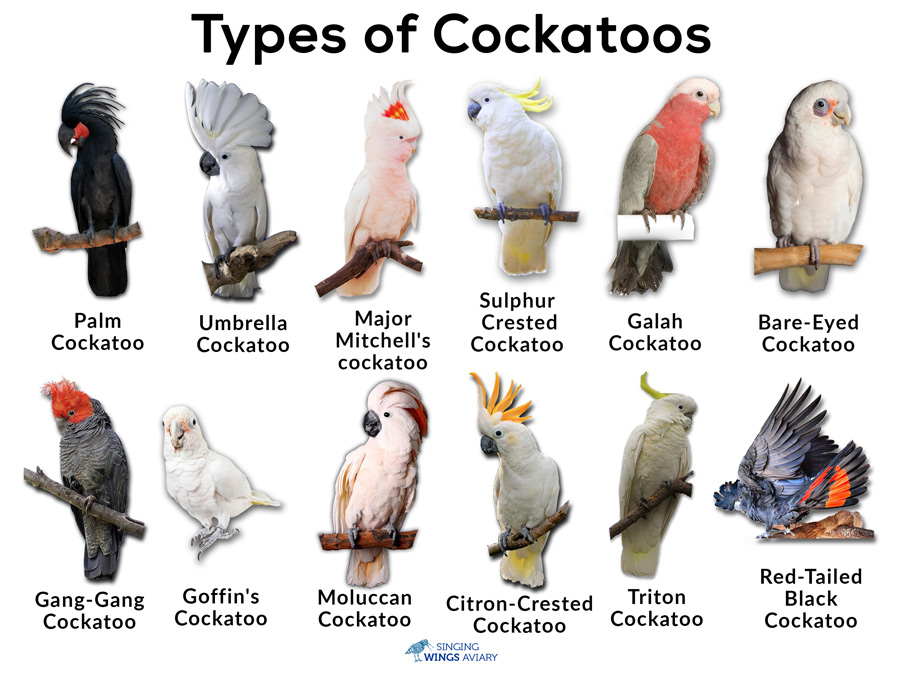 cockatiel varieties