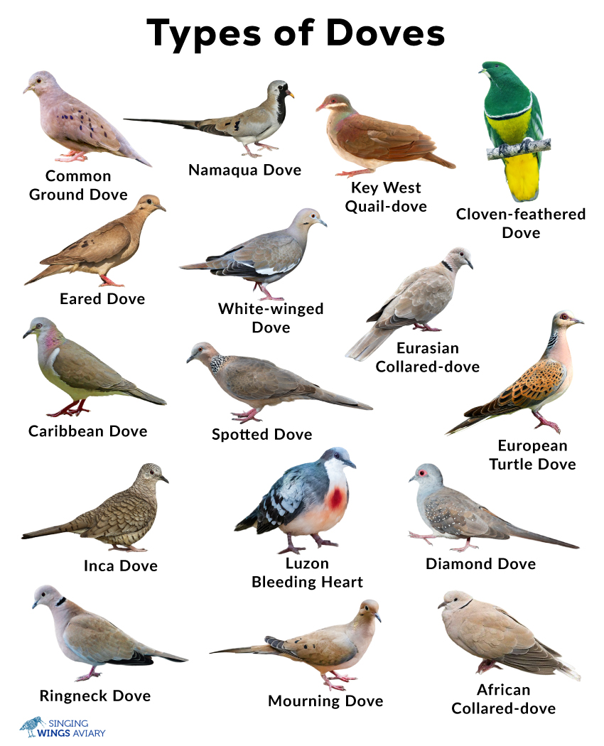 Dove breeds on sale