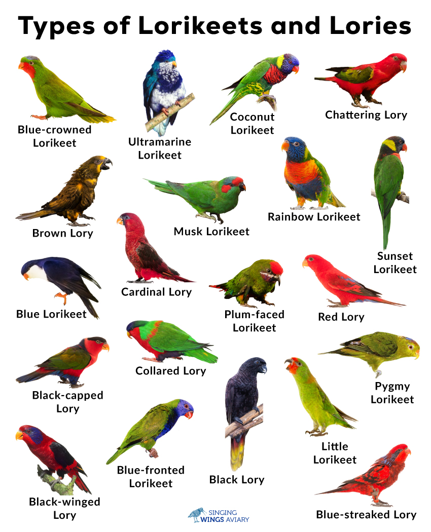 Lorikeets and Lories: List of Types With Pictures