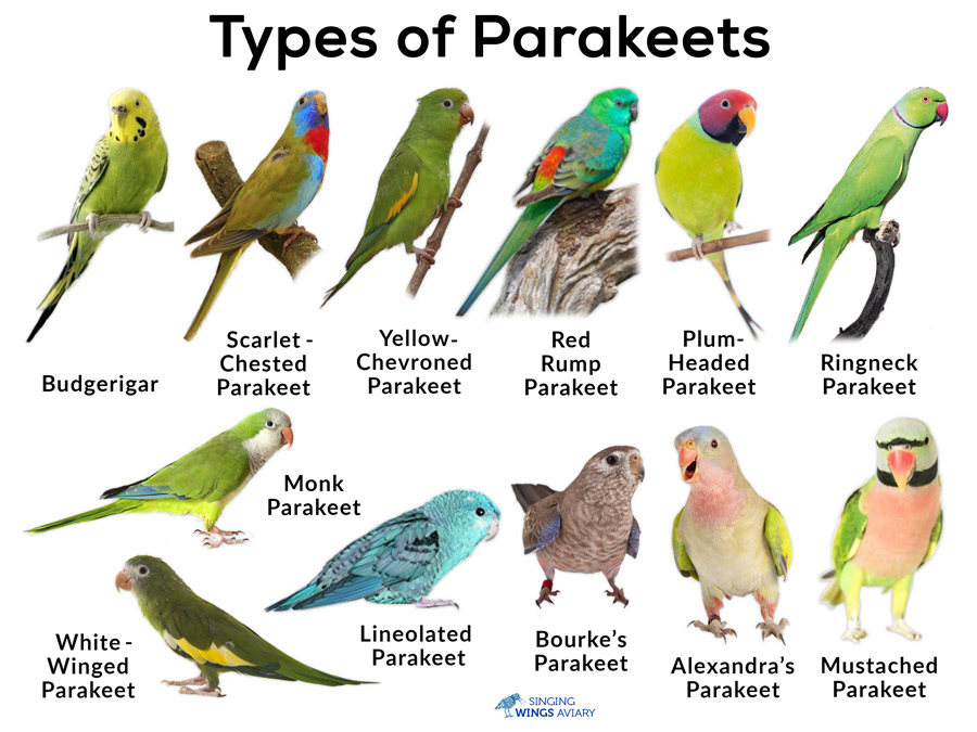 kinds of parakeets