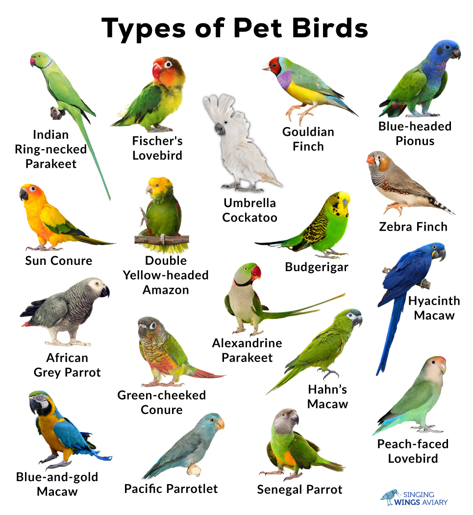 List of Common Pet Birds With Pictures