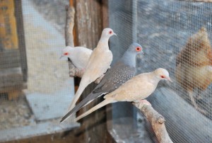 White Diamond Doves
