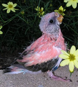 Baby Bourke's Parakeet 