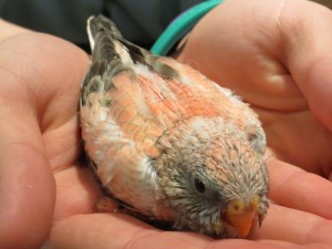 Baby Bourke's Parakeet Pictures