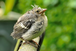 Baby Chaffinch