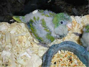 Baby Monk Parakeet