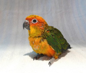 Baby Sun Conure