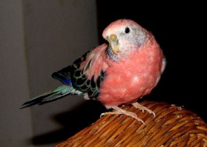 Bourke's Parakeet Bird