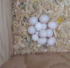 Bourke's Parakeet Eggs