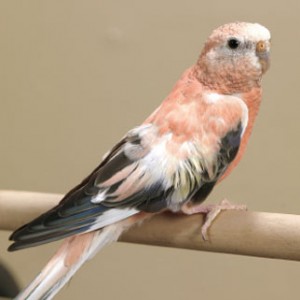 Bourke's Parakeet Images