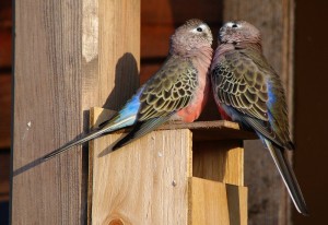 Bourke's Parakeet Nest Box