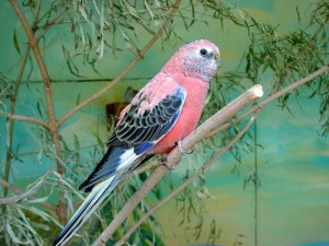Bourke's Parakeet Pictures