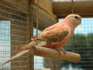 Bourke's Parakeets
