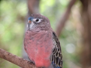 Bourke’s Parakeet