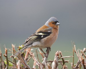 Chaffinch Bird