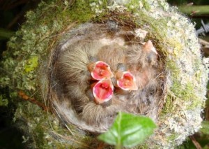 Chaffinch Chicks
