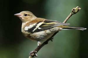 Chaffinch Female