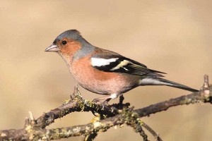 Chaffinch Images