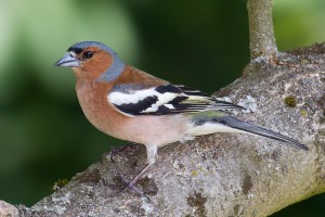 Chaffinch Male