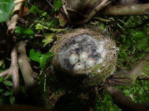 Chaffinch Nest