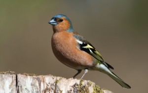 Chaffinch Photos