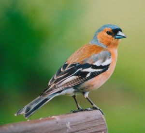 Chaffinch Pictures