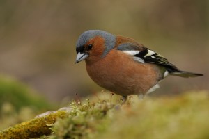 Common Chaffinch