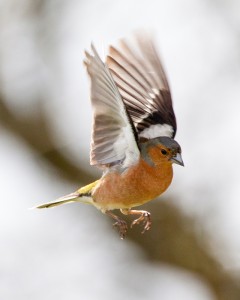 Flying Chaffinch