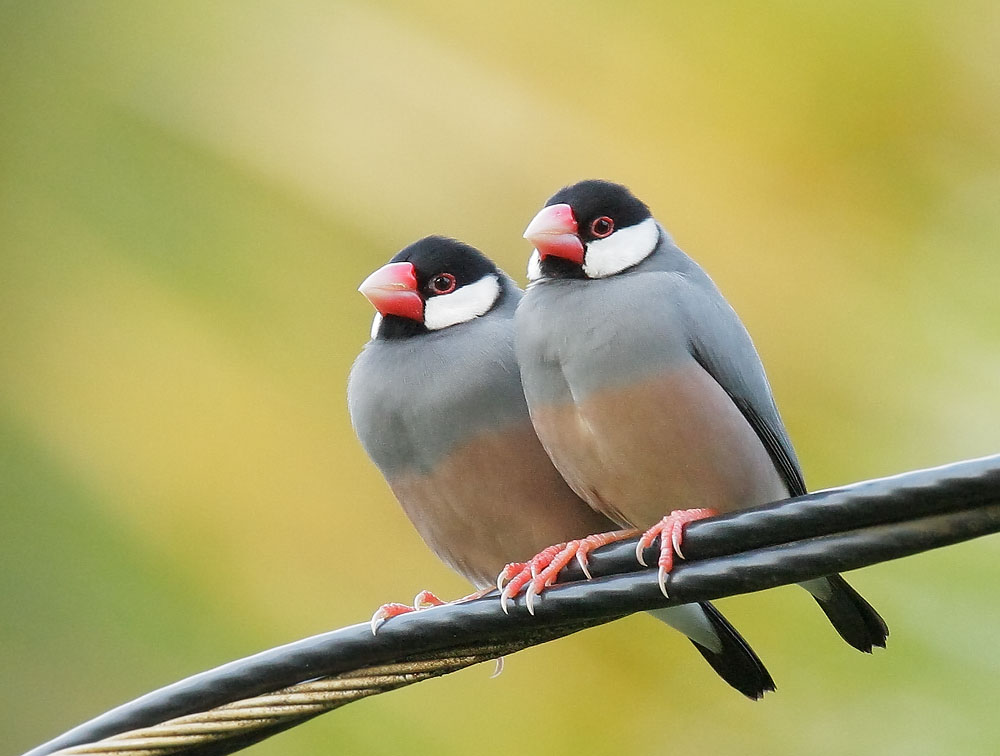 Java sales sparrow breeding