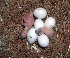 Java Sparrow Eggs