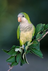 Monk Parakeet