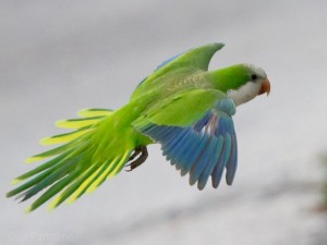 Quaker Parrots of San Leon