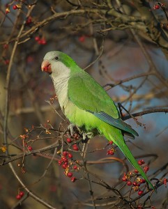 Monk Parakeet Images