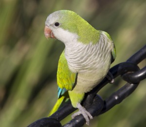 Monk Parakeet Pictures