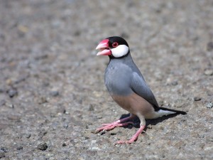 Pictures of Java Sparrow Bird