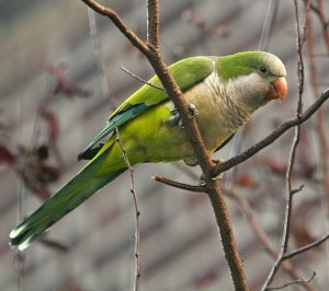 Pictures of Quaker Parrot