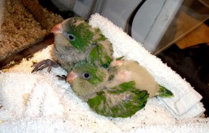 Quaker Parrot Baby