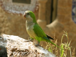 Quaker Parrot Images