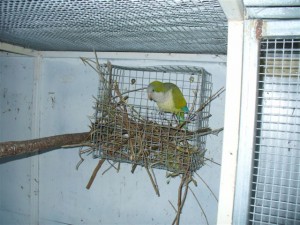 Quaker Parrot Nest Box
