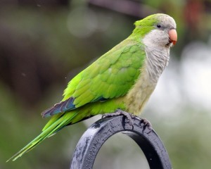 Quaker Parrot Pictures
