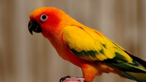 Conure du soleil