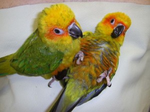 Sun Conure Baby