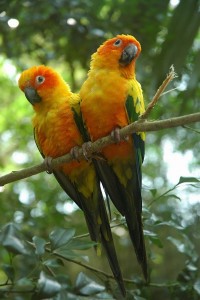 Oiseaux Conure Solaire