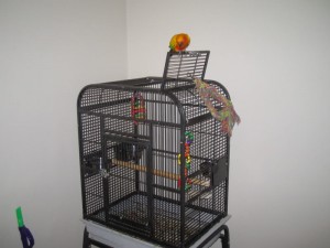 Cage à conure solaire