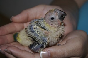 Pollito de conuro del sol