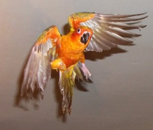 Sun Conure Flying