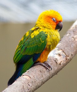 Sun Conure Images